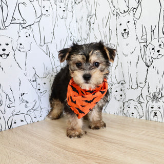 Bodie - Available 10/25