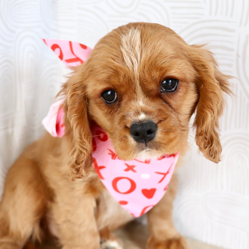 Frito - Available Now