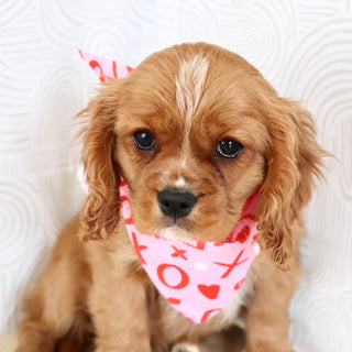 Frito - Available Now