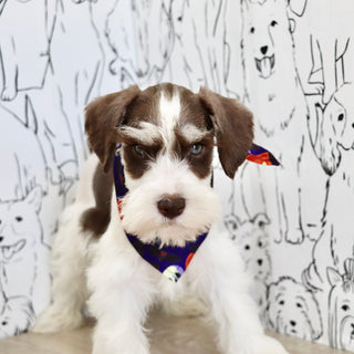 Albie - Available Now