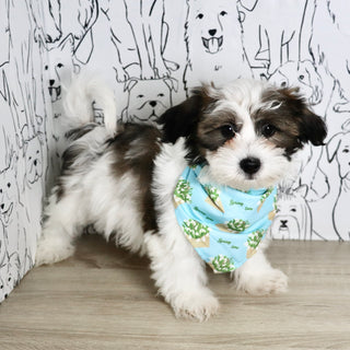 Riggins - Available Now