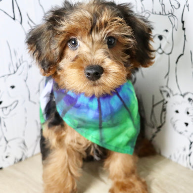 Theo - Available Now