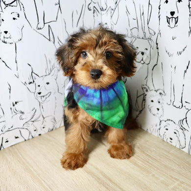 Theo - Available Now