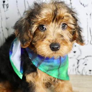 Theo - Available Now