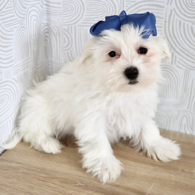 Rachel - Available Now