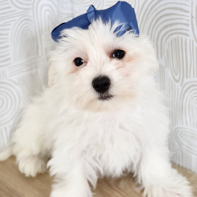 Rachel - Available Now