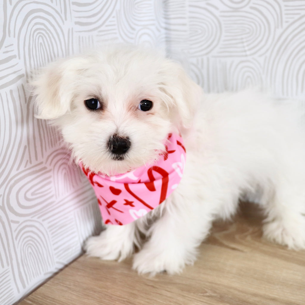 Ruby - Available Now