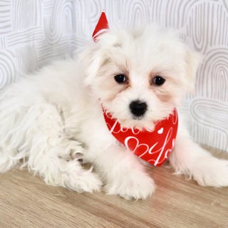 Rowan - Available Now