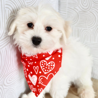 Riley - Available Now