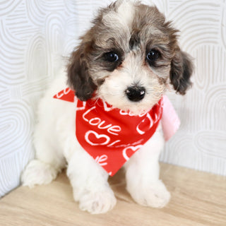 Wren - Available Now