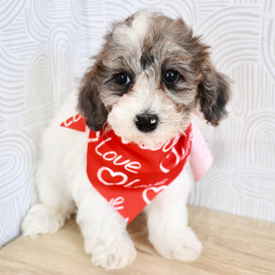 Wren - Available Now