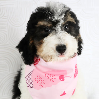 Cassie - Available Now