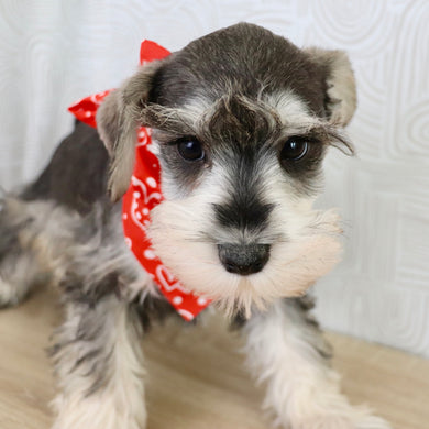 Rizzo - Available Now