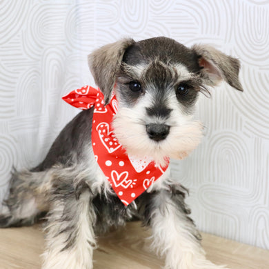 Rizzo - Available Now