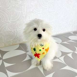 Fender - Available Now