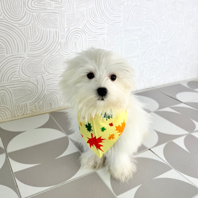 Fender - Available Now