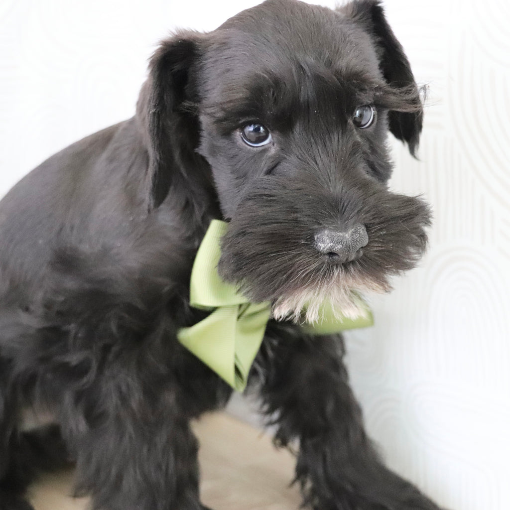 Zest - Available Now