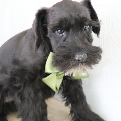 Zest - Available Now