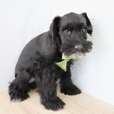 Zest - Available Now