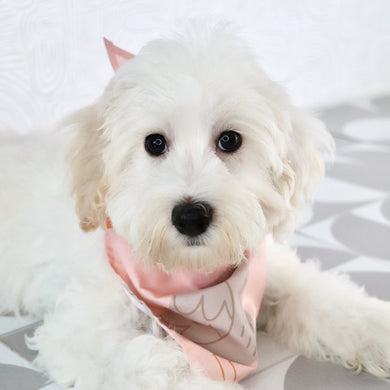 Winston - Available Now