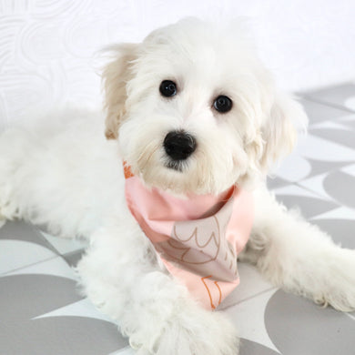 Winston - Available Now