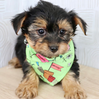 Marshall - Available Now