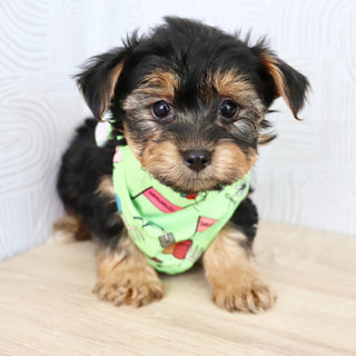 Marshall - Available Now