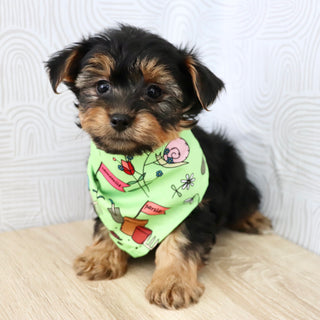 Marshall - Available Now