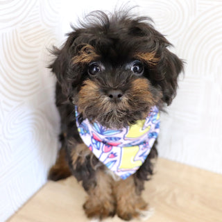 Linus - Available Now