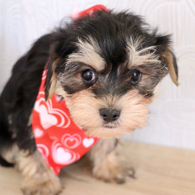 Carter - Available Now