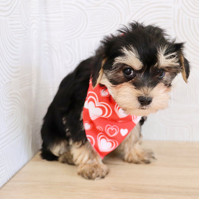 Carter - Available Now