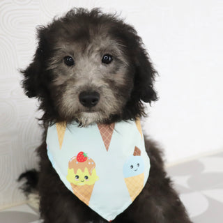 Why choose happytail puppies?