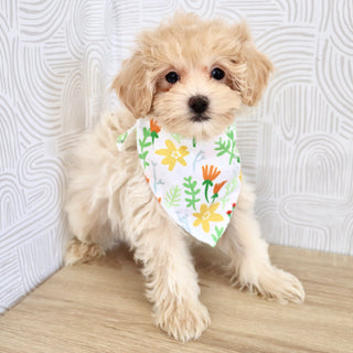 Link - Available Now