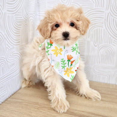 Link - Available Now