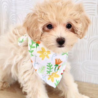 Link - Available Now