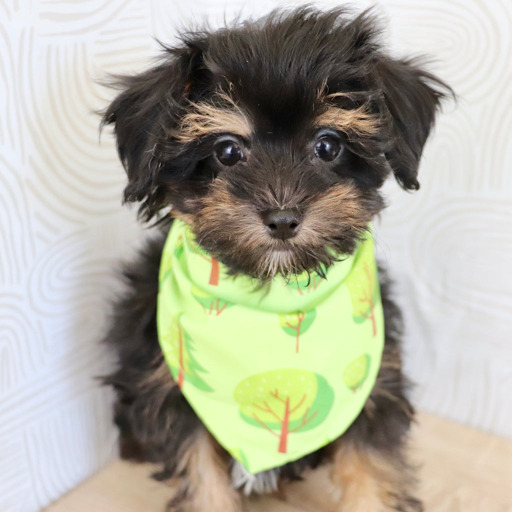 Leonardo - Available Now