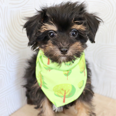 Leonardo - Available Now