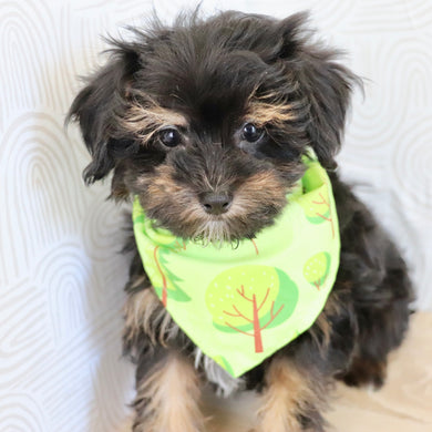 Leonardo - Available Now