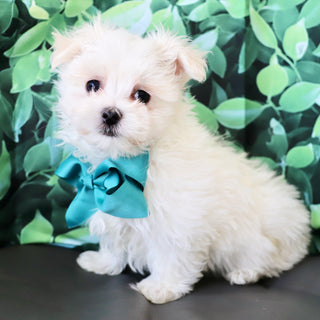 Hoops - Available Now