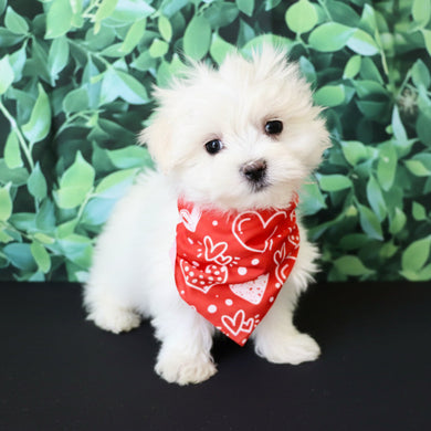 Marbles - Available Now