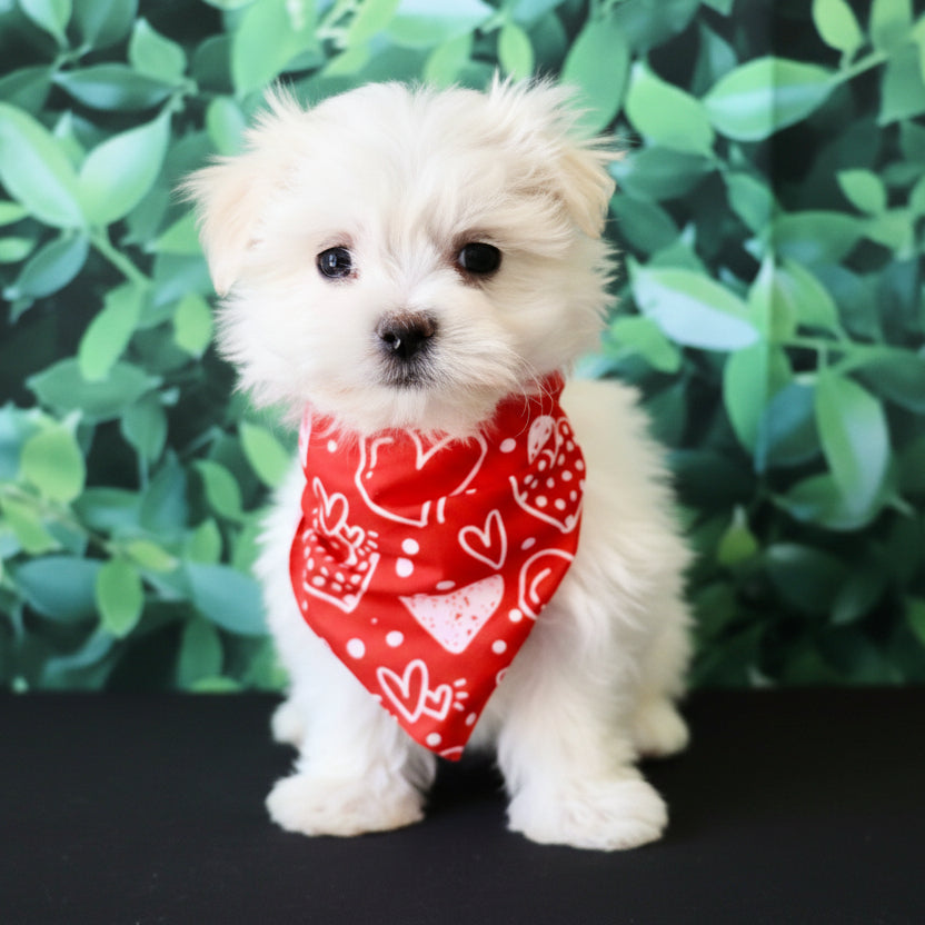 Marbles - Available Now