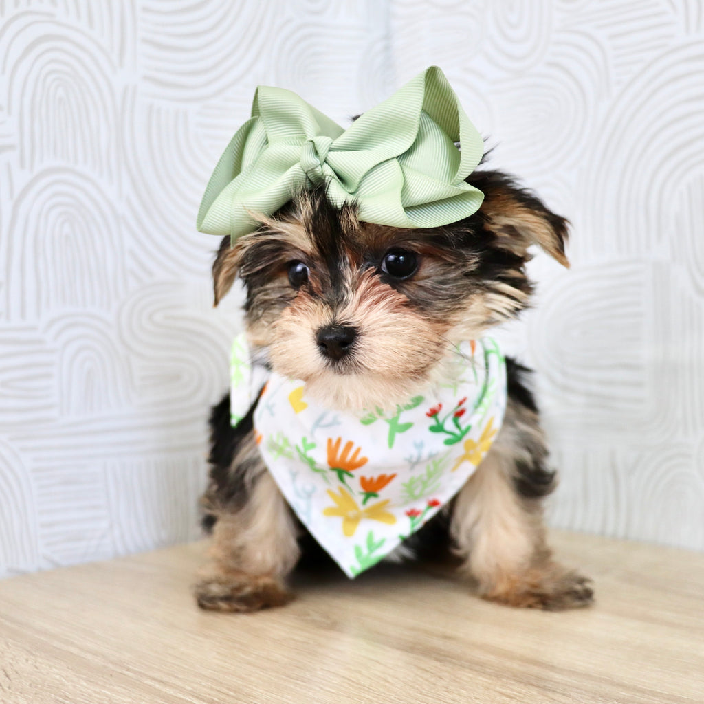 Victoria - Available Now