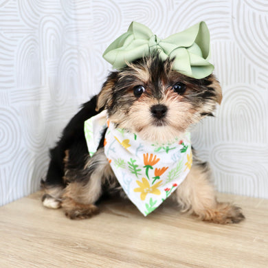 Victoria - Available Now