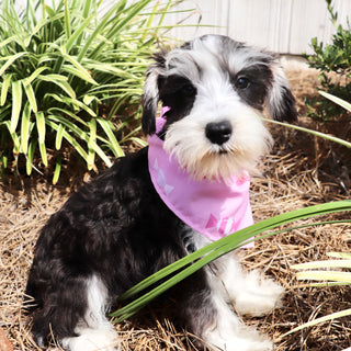 Gemma - Available Now