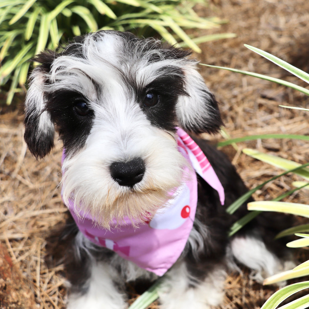 Gemma - Available Now