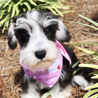 Gemma - Available Now