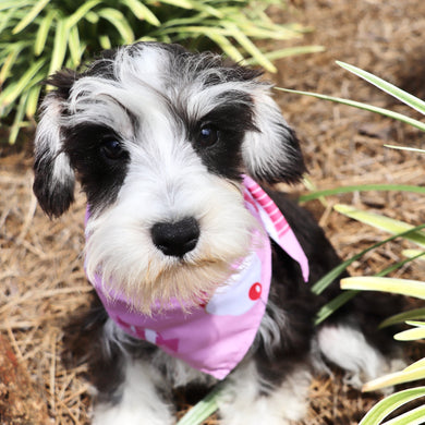 Gemma - Available Now