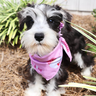 Gemma - Available Now
