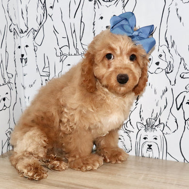 Bliss - Available Now