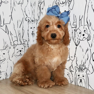 Bliss - Available Now